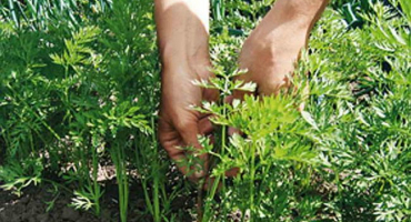 Jak správně ředit mrkev a řepu